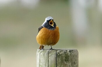 Daurian Redstart 舞鶴公園 Sat, 2/12/2022