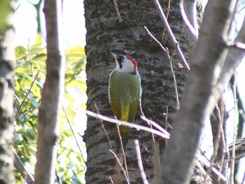 Japanese Green Woodpecker Maioka Park Wed, 2/16/2022