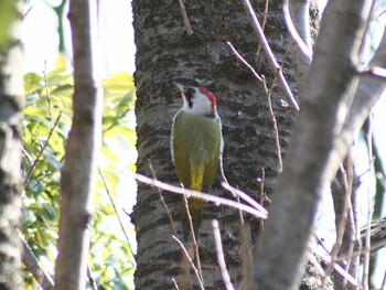 アオゲラ 舞岡公園 2022年2月16日(水)