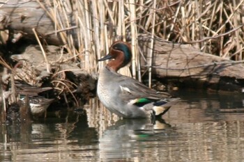 Eurasian Teal Maioka Park Wed, 2/16/2022