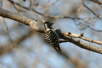 Japanese Pygmy Woodpecker Maioka Park Wed, 2/16/2022