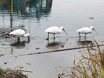 Black-faced Spoonbill 江津湖 Mon, 2/14/2022