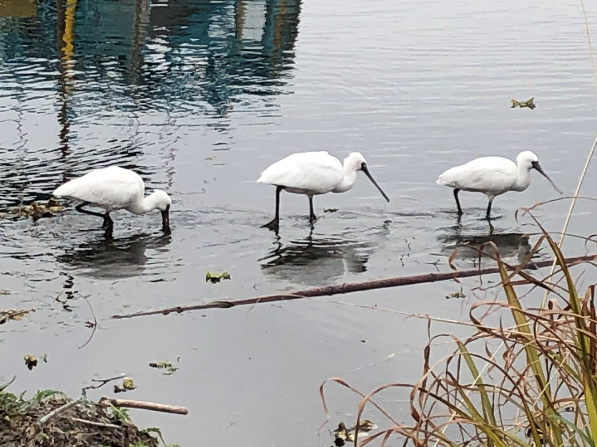 Photo of Black-faced Spoonbill at 江津湖 by Joh