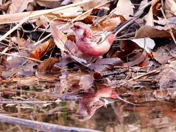 Siberian Long-tailed Rosefinch Asaba Biotope Wed, 2/16/2022