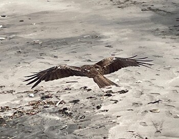 Black Kite 七里ヶ浜 Fri, 6/11/2021