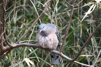 Oriental Turtle Dove Maioka Park Wed, 2/16/2022