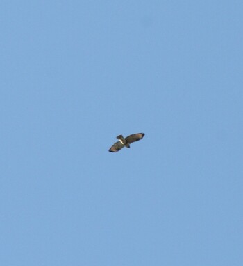 Eastern Buzzard 鎌倉市内 Wed, 1/12/2022