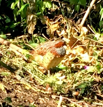 Chinese Bamboo Partridge 鎌倉市内 Unknown Date