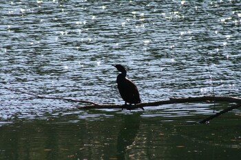 カワウ 散在ガ池森林公園 2022年1月13日(木)