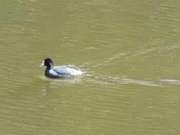 Eurasian Coot 震生湖(神奈川県) Thu, 1/27/2022