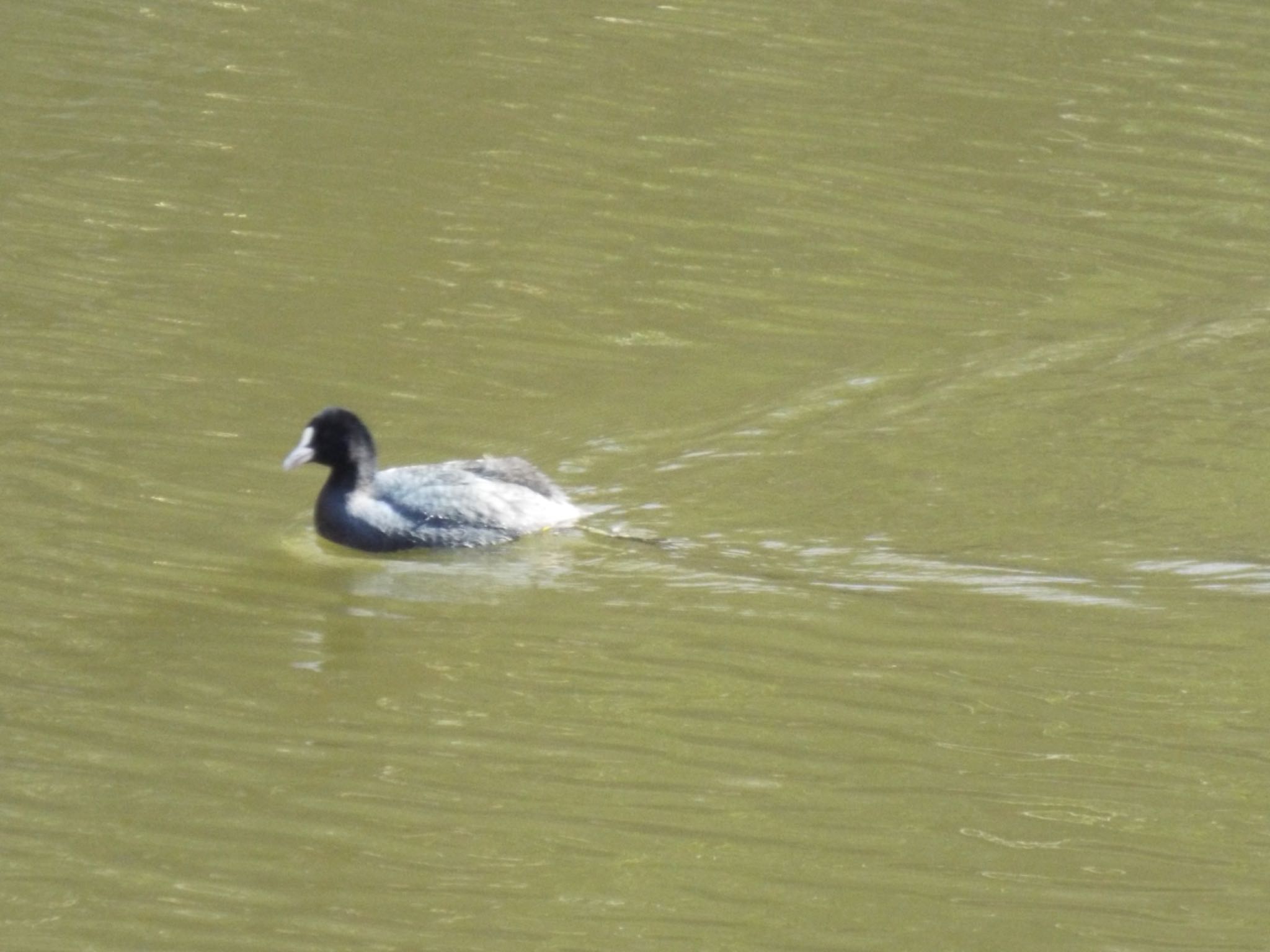 Photo of Eurasian Coot at 震生湖(神奈川県) by ささりん