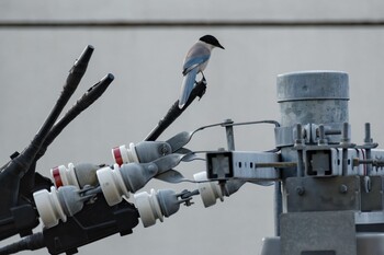 Azure-winged Magpie 都内市街地 Wed, 2/16/2022