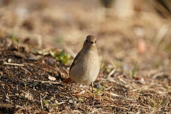 ジョウビタキ  かみね公園 2022年2月14日(月)