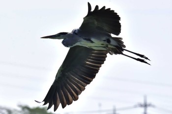 アオサギ 伊佐沼 2017年9月9日(土)