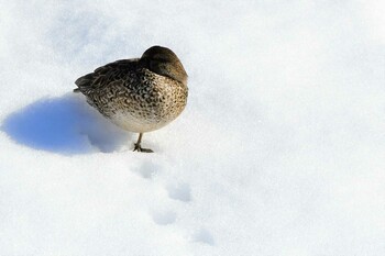 Eurasian Teal 近所の河川 Fri, 2/11/2022