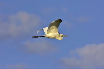 ダイサギ 伊佐沼 2017年9月9日(土)