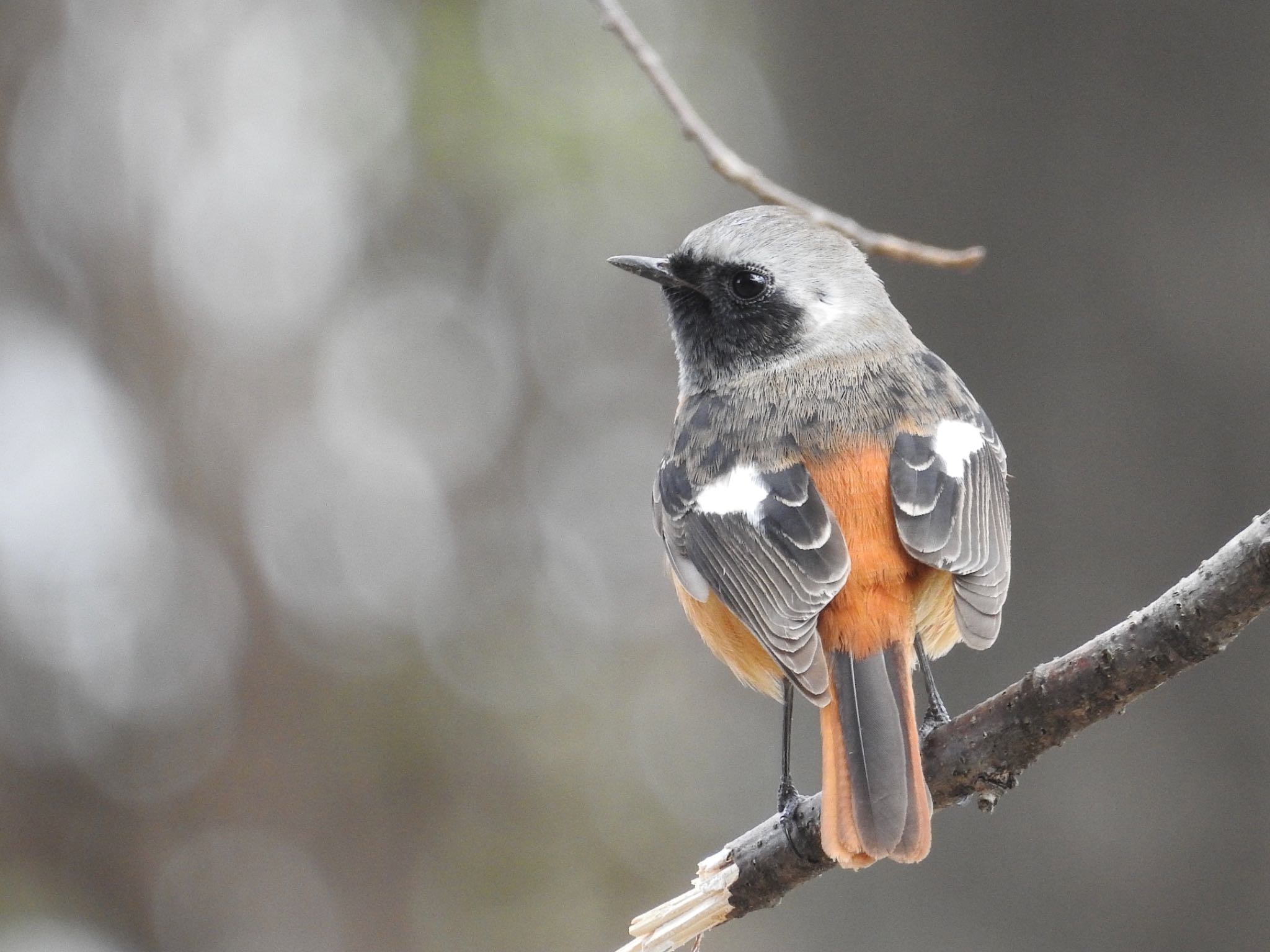 Daurian Redstart