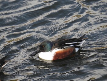 Wed, 2/16/2022 Birding report at Osaka castle park