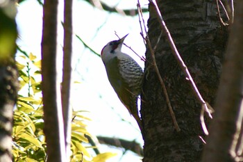 Japanese Green Woodpecker Maioka Park Wed, 2/16/2022