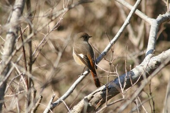 Daurian Redstart Maioka Park Wed, 2/16/2022