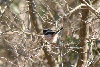 Long-tailed Tit Maioka Park Wed, 2/16/2022