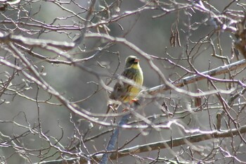 アオジ 舞岡公園 2022年2月16日(水)