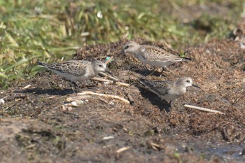 Red-necked Stint 琵琶湖南浜水泳場付近 Sat, 9/9/2017