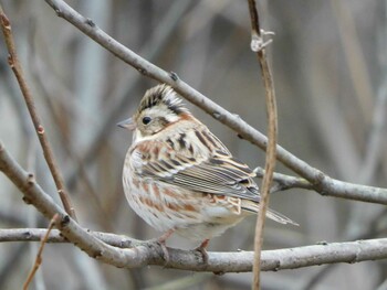 Rustic Bunting Kitamoto Nature Observation Park Wed, 2/16/2022