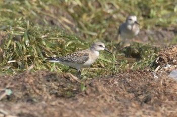 Red-necked Stint 琵琶湖南浜水泳場付近 Sat, 9/9/2017