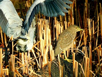 Black-crowned Night Heron 片鉾池 Fri, 2/11/2022