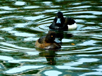 Tufted Duck 仲ノ池緑地 Sat, 1/29/2022