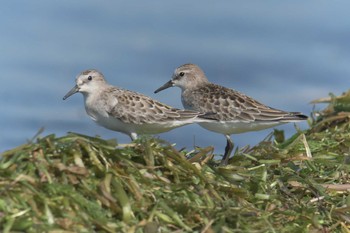 Red-necked Stint 琵琶湖南浜水泳場付近 Sat, 9/9/2017