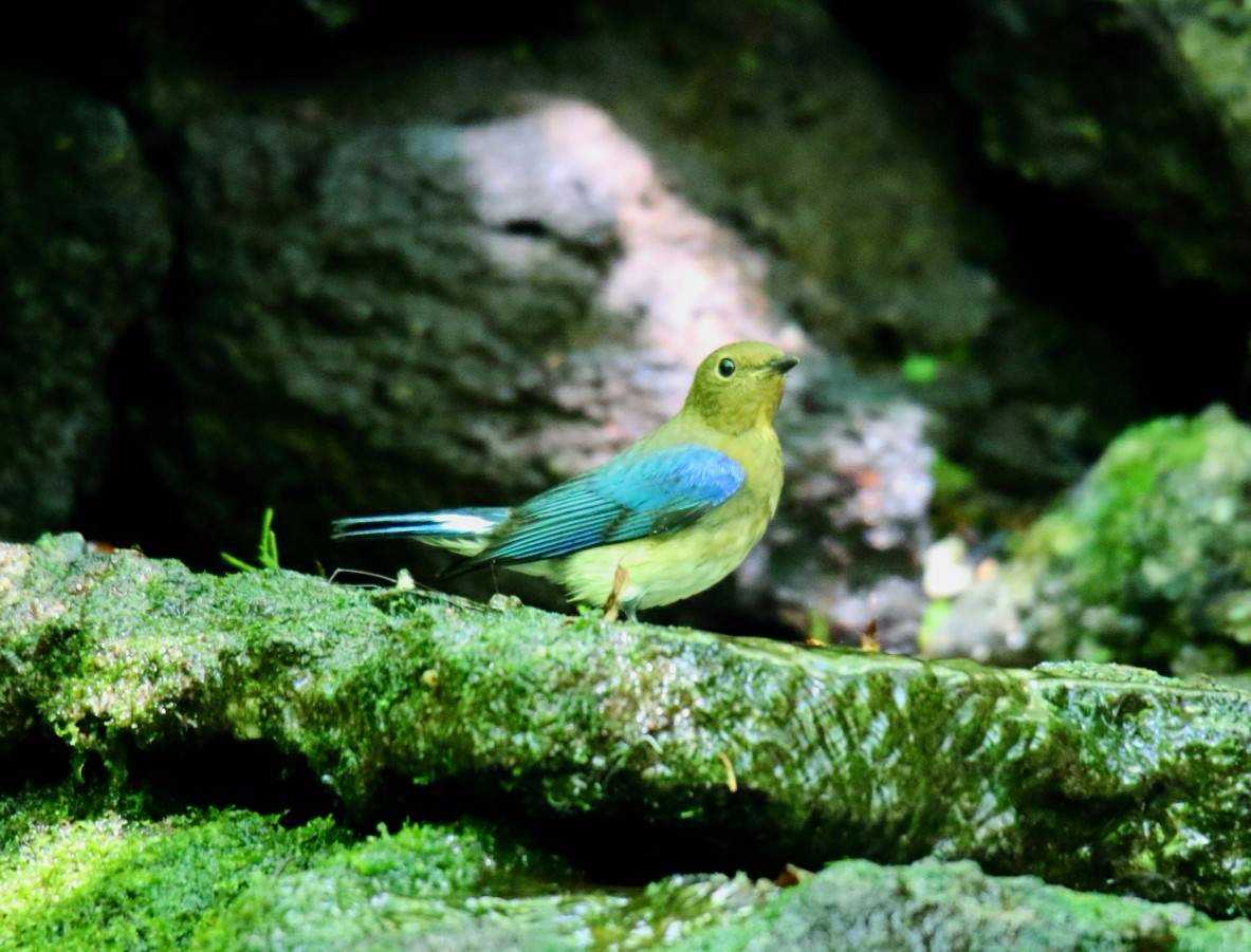 Photo of Blue-and-white Flycatcher at  by はやぶさくん