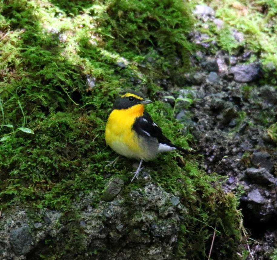 Photo of Narcissus Flycatcher at  by はやぶさくん