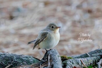 2022年2月16日(水) 八尾市の野鳥観察記録