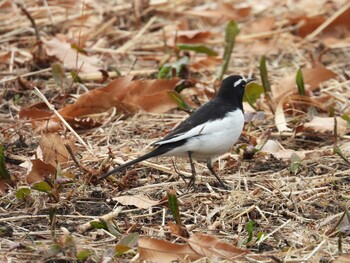 2022年1月10日(月) 水元公園の野鳥観察記録