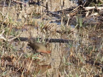 2022年2月12日(土) 舞岡公園の野鳥観察記録