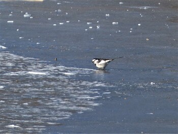 ハクセキレイ 山中湖 2022年2月6日(日)