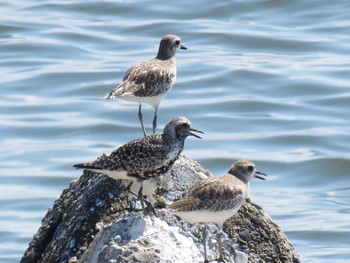 Grey Plover 愛知県 Unknown Date