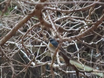 2022年2月5日(土) 桜ヶ丘公園の野鳥観察記録