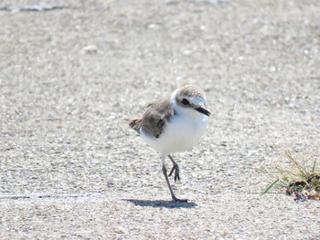 Kentish Plover 愛知県 Unknown Date