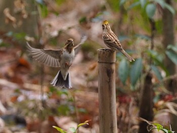 Yellow-throated Bunting 青梅丘陵 Sun, 2/13/2022