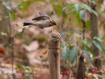 Yellow-throated Bunting 青梅丘陵 Sun, 2/13/2022