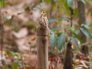 Yellow-throated Bunting 青梅丘陵 Sun, 2/13/2022