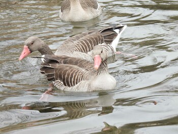 ハイイロガン 奥林匹克森林公園(北京) 2022年2月12日(土)