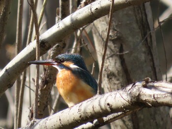 カワセミ 上尾丸山公園 2022年2月16日(水)