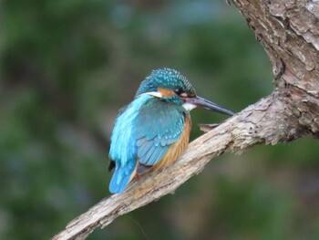 カワセミ 上尾丸山公園 2022年2月16日(水)