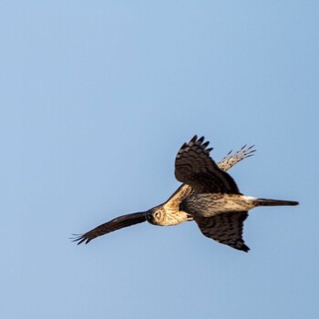 Hen Harrier 霞ヶ浦 Unknown Date