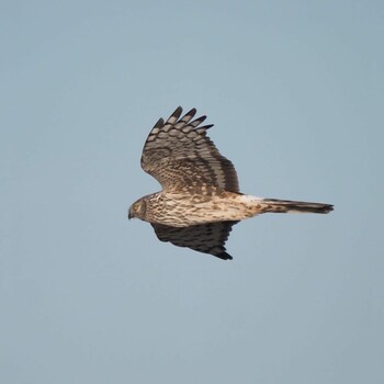 Hen Harrier 霞ヶ浦 Unknown Date