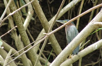 Green Heron San Gerardo De Dota (Costa Rica) Unknown Date